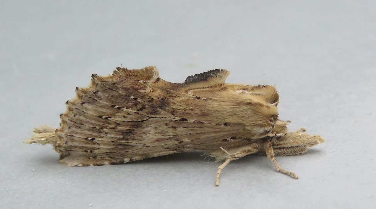  Pale Prominent 